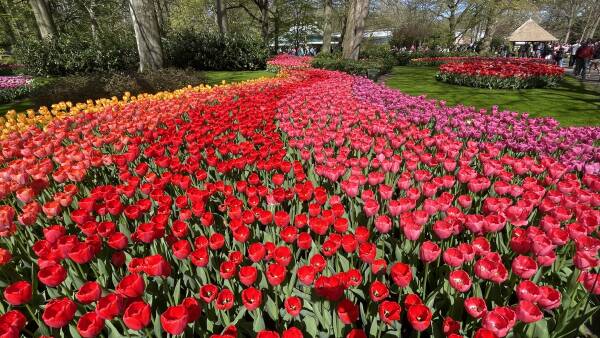 Cara terbaik melihat tulip show Netherlands